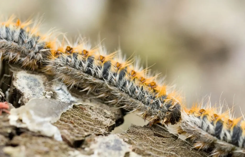 Chenilles processionnaires